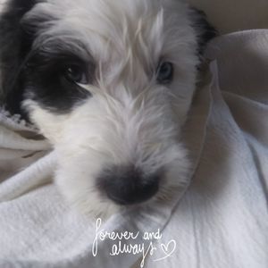 Meet your Posher, Alizza